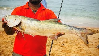 Biggest Threadfin salmon of my life for surf fishing in GOA INDIA [upl. by Eyt]