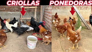 Por esta razón debes criar gallinas criollas y NO ponedoras [upl. by Ateuqal625]