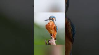 When Nature Took Its Toll on the Kingfisher facts kingfisher [upl. by Llydnek]