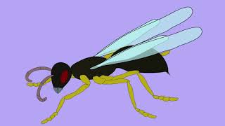 ORDER HYMENOPTERA 1 SAWFLIES HORNTAILS WOOD WASPSa [upl. by Suiravaj411]