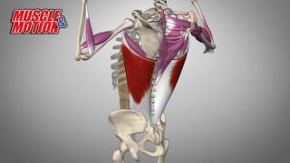 Latissimus Dorsi Pull Ups [upl. by Cassey]