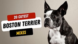 20 Cutest Boston Terrier Mix Breeds Ever [upl. by Weld]