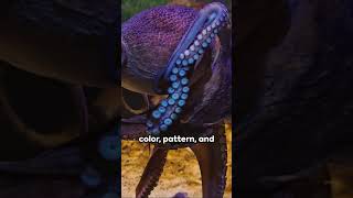 Fascinating Octopuses Masters of Camouflage [upl. by Oicnerolf]