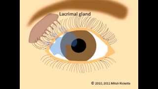 Eye Anatomy Eyes and Vision Part 1 V2 Newest Version [upl. by Otxilac]