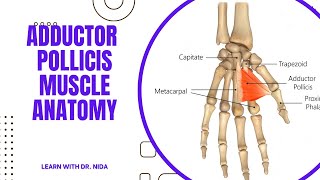 Adductor Pollicis Muscle Anatomy  Anatomy Lecture Series [upl. by Eimyaj]