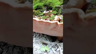 Აბედა სოკო mushroom forest nature caucasus alaverdi [upl. by Nwotna885]