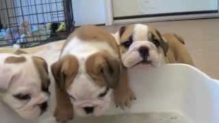 Baby English Bulldog Puppies [upl. by Nolram]