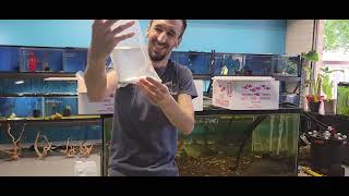 Live Fish unboxing with Dan and Megan New Eels and Catfish [upl. by Yehc]