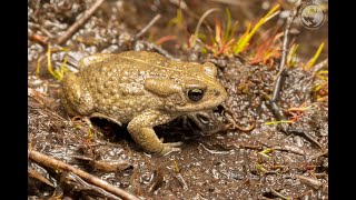 The Critically Endangered Amatola toad  South Africas rarest amphibian [upl. by Berglund]