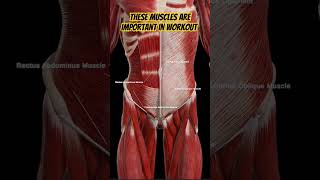 These abdominal muscles forms core in abdomen and are important in Workout abdomen health muscle [upl. by Eclud906]