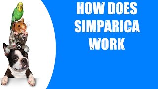 HOW DOES SIMPARICA WORK [upl. by Mcquoid629]