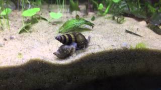 Assasin Snail hunting eating killing pond snail Clea helena [upl. by Marb]