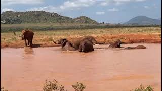 quotTHEATRE OF THE WILDLIFEquot Tsavo East National Park 🦣 [upl. by Adnawot857]