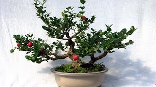 Carissa Macrocarpa  Dwarf Natal Plum [upl. by Pisano998]