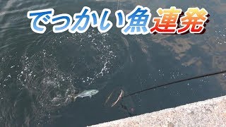 これが最強釣法泳がせ（のませ）釣りの威力だ！ [upl. by Asor]