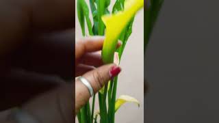 Update of calla lily bulbs garden youtubeshorts viralshorts gardening ytshorts trending [upl. by Ahsenad]