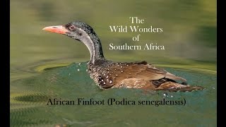 African Finfoot Podica senegalensis [upl. by Mcnully]