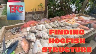 Hogfish Structure What to look for when fishing offshore [upl. by Nickolas599]