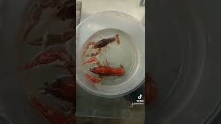 Belajar breeding clarkii ghost lobsterairtawar aquarium aquatic lobster budidayalobster [upl. by Neenad]