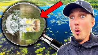 Exploring HUGE SHALLOW SWAMP  Topwater Fishing  Team Galant [upl. by Ranite]