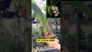 Coelogyne Asperata Whatsapp 47 984791939 [upl. by Anewor]