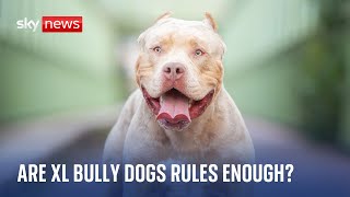 New rules come in for XL bully dogs  but are they enough [upl. by Bryon955]