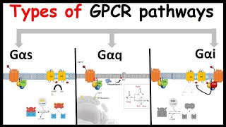 G protein coupled receptor signaling  GPCR signaling Types of G alpha subunit  G alpha s q and i [upl. by Jimmie841]