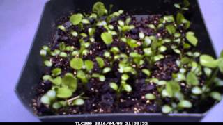 White Clover Germination Time Lapse [upl. by Alrzc]