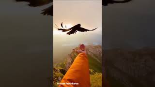 Feeding hungry bird  Quran recitation  Quran islamicprayer shorts viralreels viralshort [upl. by Enorel]