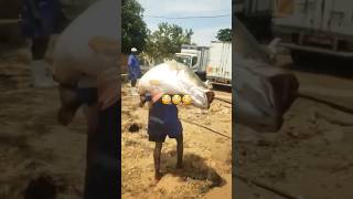 Big Giant fish caught youtube trending shortsbigfish [upl. by Groveman]