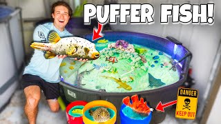 FINALLY Buying PUFFER FISH For My SALTWATER AQUARIUM [upl. by Yrolam]