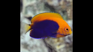 New Flameback Angelfish [upl. by Ahsilac]