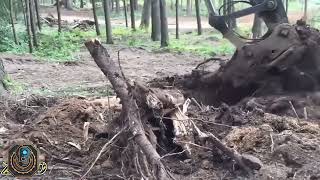 Extreme Chainsaw Precision Tree Felling Logging Trucks amp Sawmill Power in Action [upl. by Alisen]