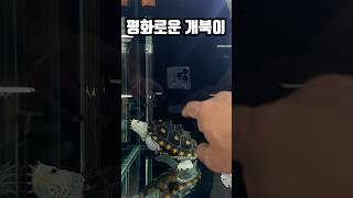 오늘도 평화로운 개북이 turtle terrapins [upl. by Niamert]