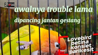 LOVEBIRD BETINA KONSLET ‼️DIPANCING JANTAN GESTANG [upl. by Kacerek]