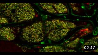 Mammary Glands in a Live Mouse by Roberto Weigert [upl. by Euhsoj346]