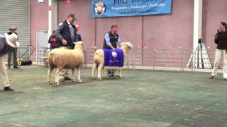 Supreme champion Poll Dorset ram at the Australiasian Dorset Championship [upl. by Mullins]