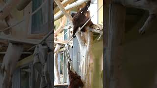 Sol the Orangutans Shocking Attack on Motashortsfunnyvideoorangutansfunnyanimalzoo [upl. by Zarihs]