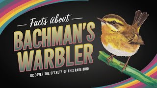 Discovering Bachmans Warbler 50 Fascinating Facts [upl. by Yromem]