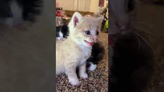 Kitten meows Play this to make your cat go crazy [upl. by Nivrac]