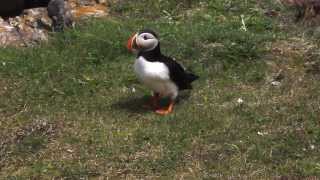 Puffin walk [upl. by Benilda264]