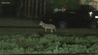 Neighbors upset someone shot and killed coyote [upl. by Natsirc328]