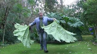 Giant Gunnera leaf cast in cement [upl. by Akirdna600]