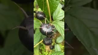 Dark Delight Unveiling the Mysteries of Black Spider Berry fruit top [upl. by Gariepy]