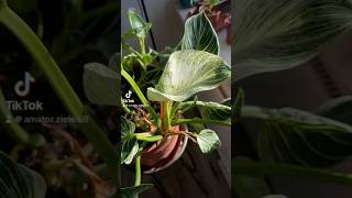 Philodendron Birkin zasięgi plants dc nature foryou plantcare flowers [upl. by Enyehc]