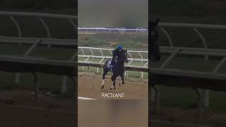 Puros campeones  Nothing but champions  Breeders Cup 2024  Del Mar  RAC3LAND [upl. by Ydnam645]