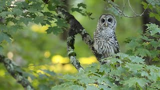 Barred owl release [upl. by Aennil432]