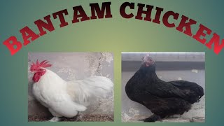 WhiteBlack Bantam Chickens hobby passion business petsbysbz [upl. by Kayley]