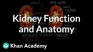 Kidney function and anatomy  Renal system physiology  NCLEXRN  Khan Academy [upl. by Crifasi]