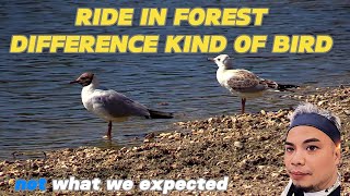 BIRD PART 2 TRAVEL HACKS IN THE NATURE FOREST WITH LOVING MUSIC NICE VIEW [upl. by Eletnahs]